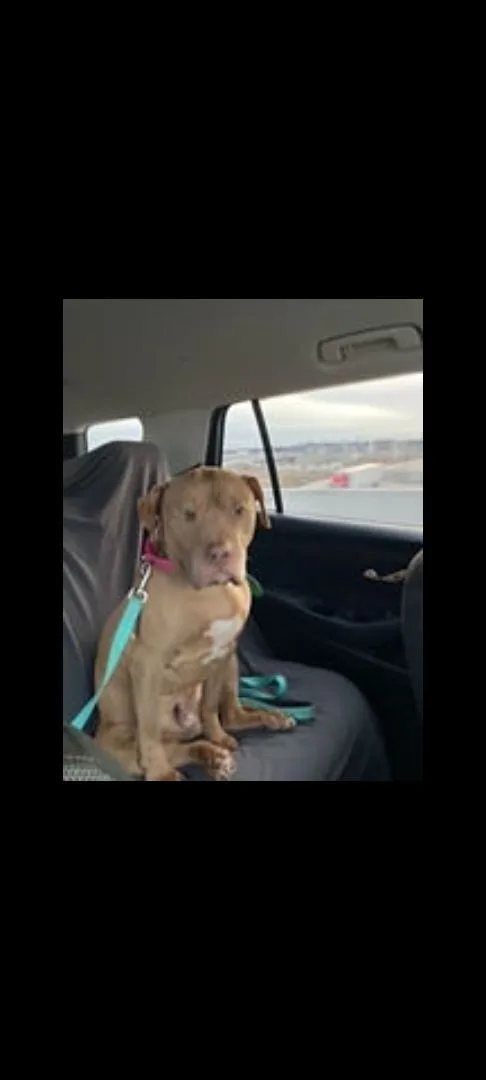 A senior large-sized male Brown / Chocolate Pit Bull Terrier dog named Monkey for adoption