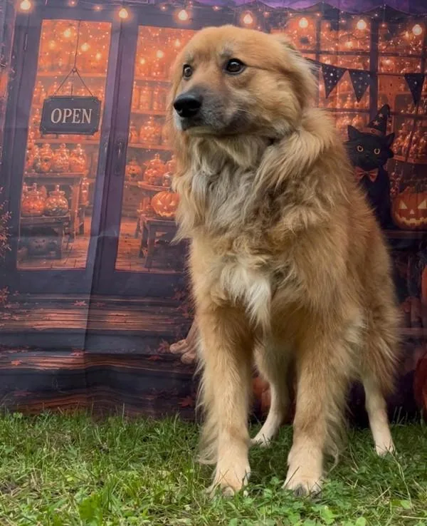 An adult large-sized female Border Collie dog named Lassie for adoption in Campbellsville, KY