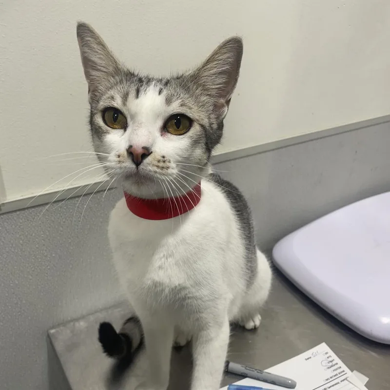 An adult medium-sized female White Domestic Short Hair cat named Linda for adoption in Tampa, FL