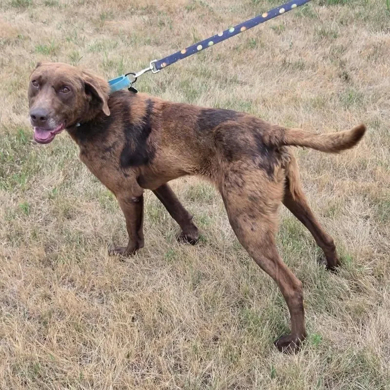 An adult medium-sized male Brown / Chocolate Mixed Breed dog named Fudge for adoption in Buffalo, MN