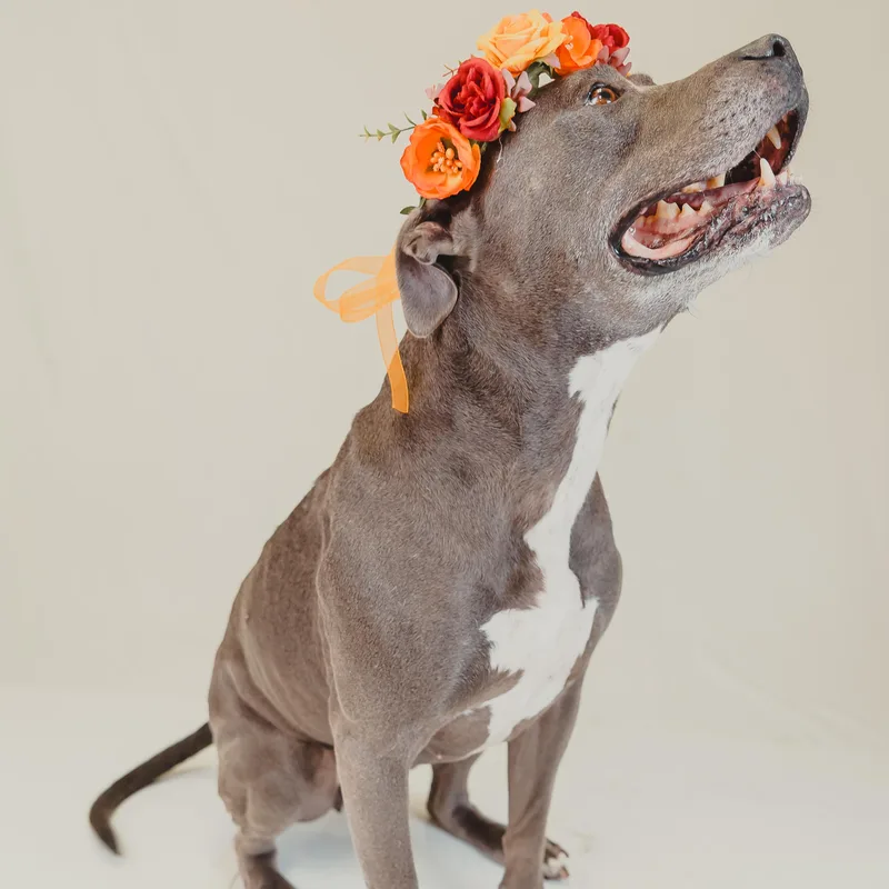 An adult medium-sized female Pit Bull Terrier dog named Sunny for adoption in Krum, TX
