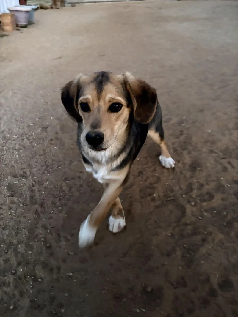 Beatlesbeagle Pups On Abby