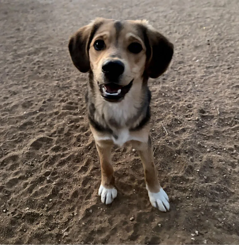 Beatlesbeagle Pups On Abby thumbnail 2