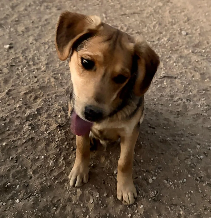 Beatlesbeagle Pups On Abby thumbnail 3