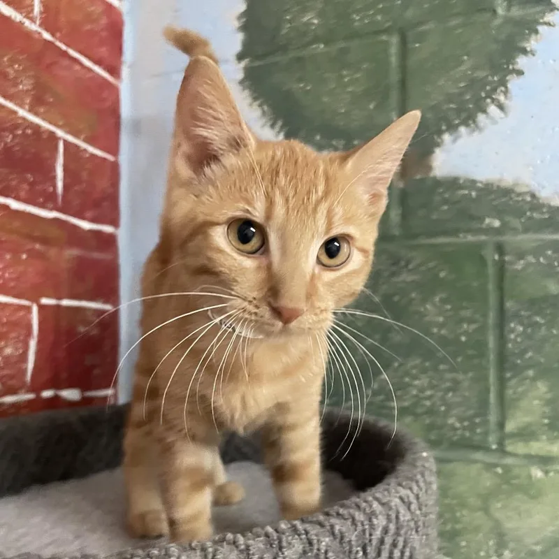 A young small-sized female Orange / Red Domestic Short Hair cat named Estela for adoption in Laredo, TX