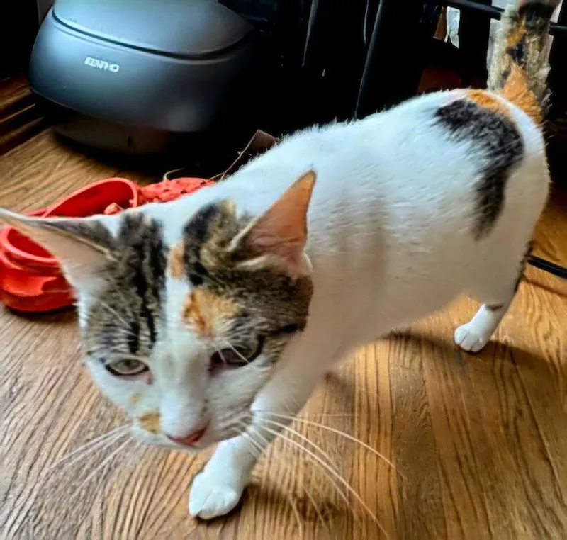 An adult medium-sized female Domestic Short Hair cat named Mama Maple for adoption in Franklin, TN