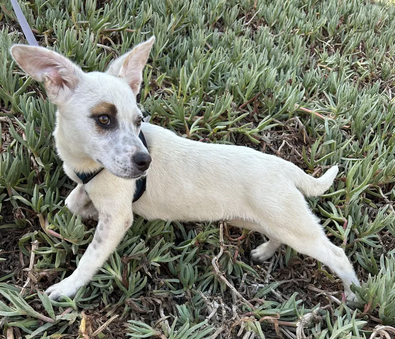 A baby medium-sized female White / Cream Australian Cattle Dog / Blue Heeler dog named Paloma for adoption in Bell Gardens, CA