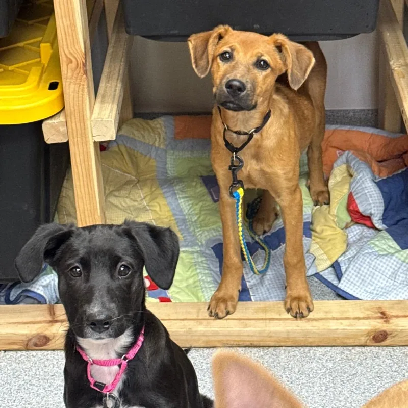 A baby small-sized female Brown / Chocolate Mixed Breed dog named Camila for adoption in Wheeling, IL