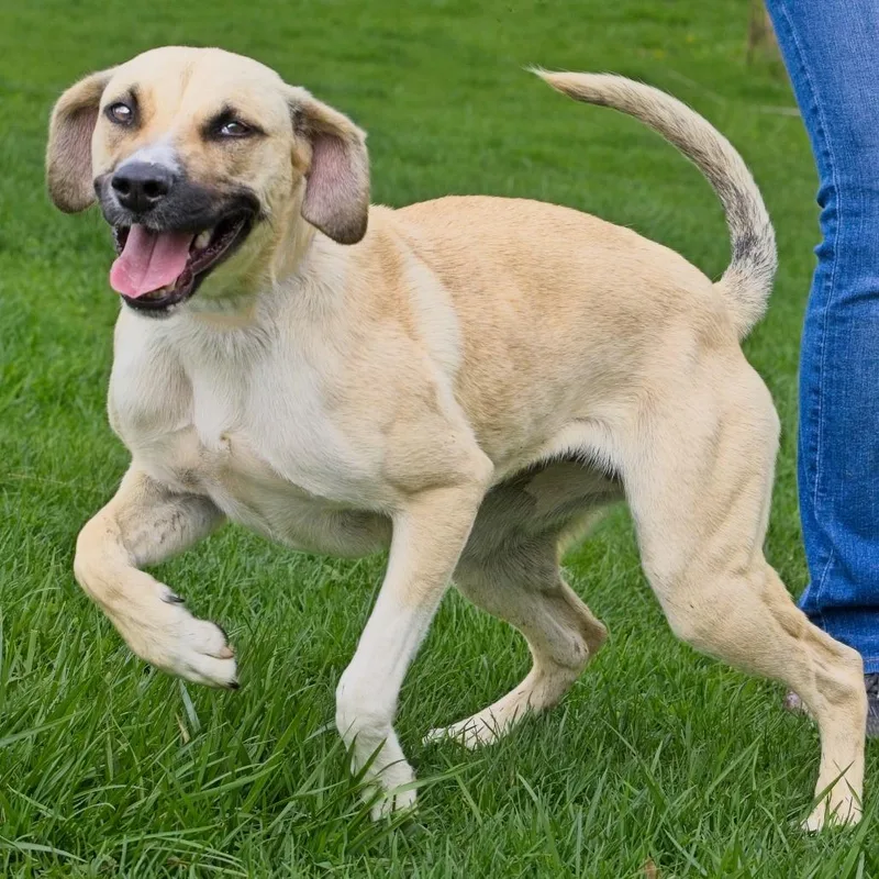 A young medium-sized female Yellow / Tan / Blond / Fawn Labrador Retriever dog named Priscilla for adoption in South Elgin, IL