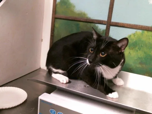 An adult large-sized male Domestic Short Hair cat named Juan for adoption in Houston, TX