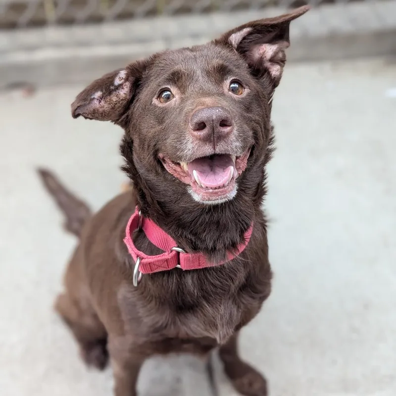 An adult medium-sized female Brown / Chocolate Mixed Breed dog named Amelie for adoption in Pittsburgh, PA