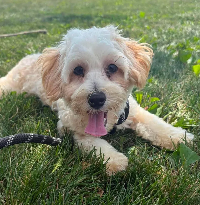 A baby small-sized male Yellow / Tan / Blond / Fawn Maltipoo dog named Cash for adoption in Maryville, MO