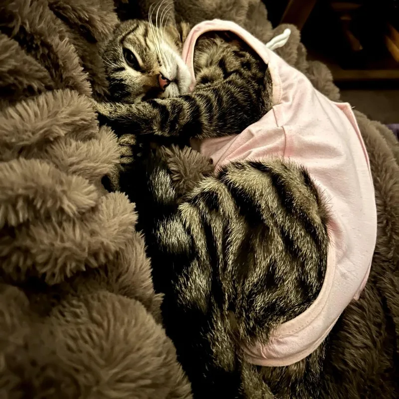 A young small-sized female Brown / Chocolate Domestic Short Hair cat named Philomena for adoption in Los Angeles, CA