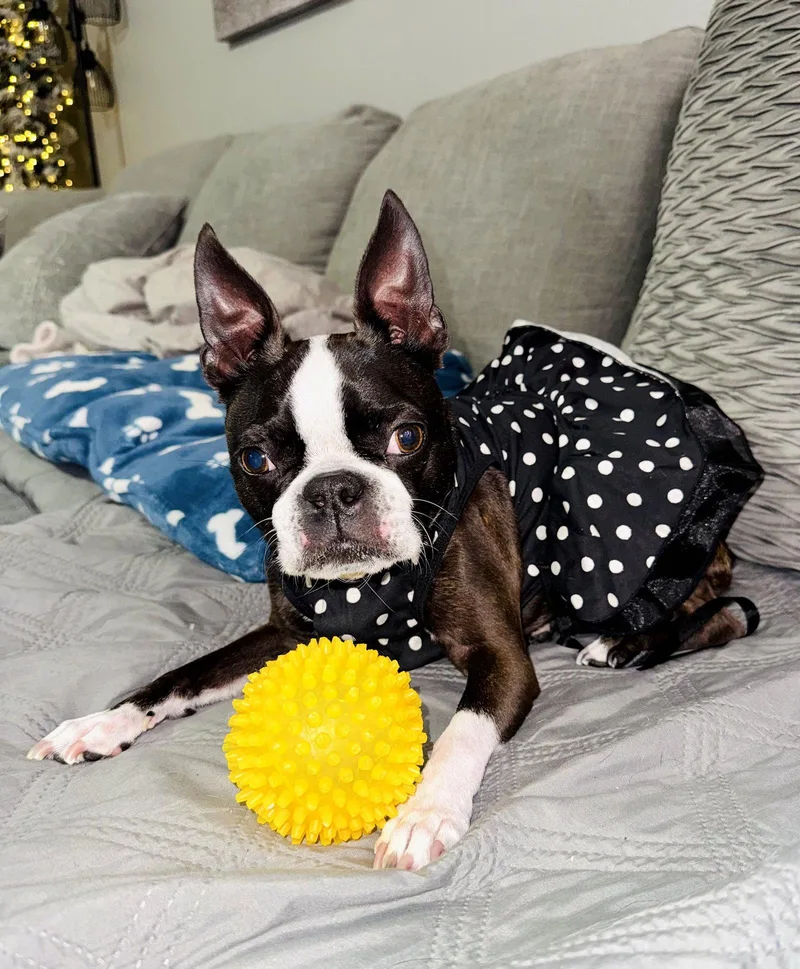 An adult small-sized female Boston Terrier dog named Princess Maui for adoption in Valrico, FL