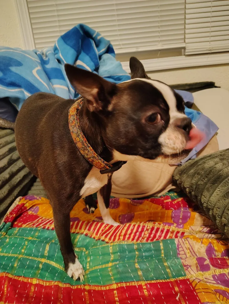 Princess Maui thumbnail 2