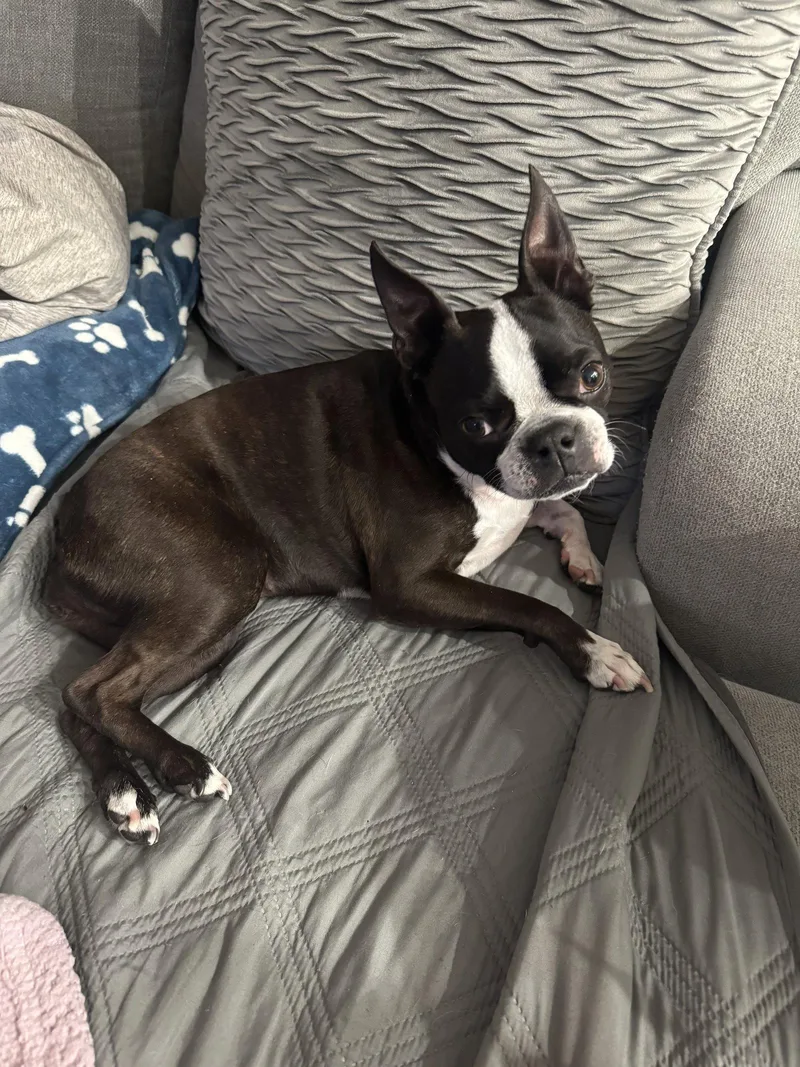 Princess Maui thumbnail 3