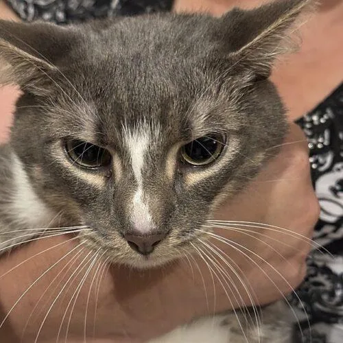 A young large-sized male Domestic Short Hair cat named Mekki for adoption in Tampa, FL