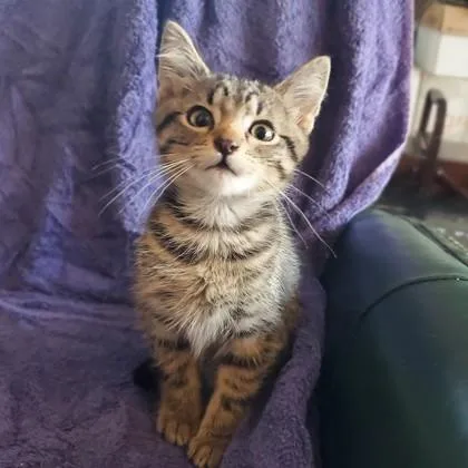 A baby small-sized female Domestic Short Hair cat named Amana for adoption in Wheaton, IL