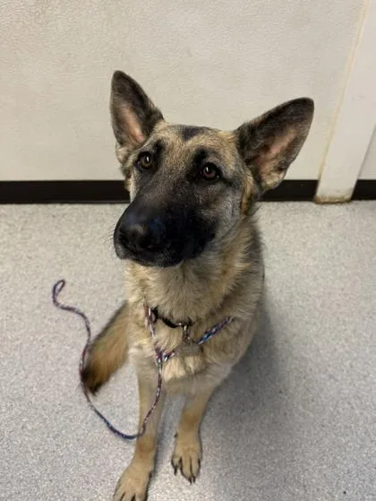 An adult large-sized female German Shepherd Dog dog named Maple for adoption in Roseburg, OR