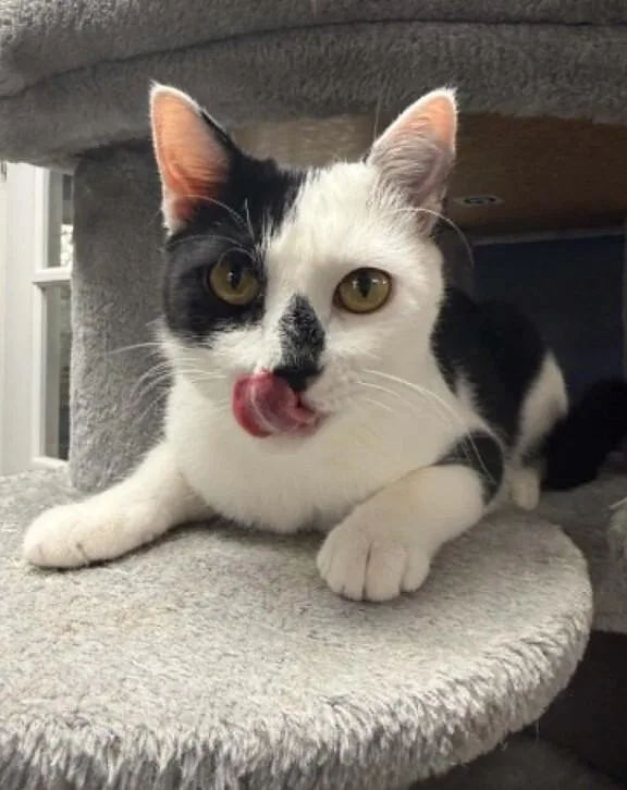 An adult medium-sized female Black Domestic Short Hair cat named Cherry Mimosa for adoption in Belton, MO