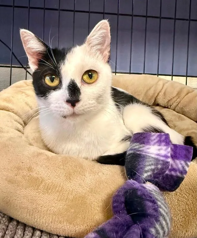 Cherry Mimosa thumbnail 6