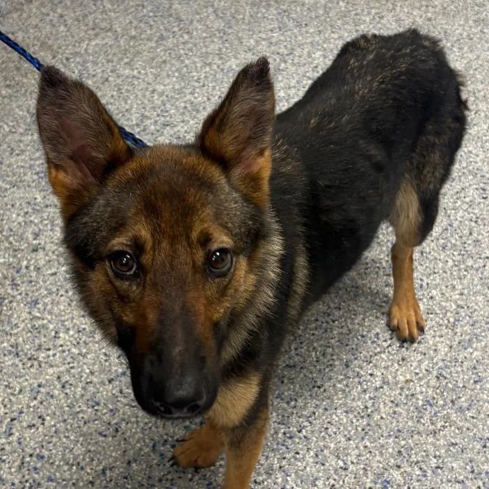An adult medium-sized female Sable Mixed Breed dog named Abby for adoption in Greenville, SC