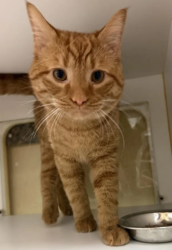 A young small-sized male Domestic Short Hair cat named Queso for adoption in Salisbury, MD
