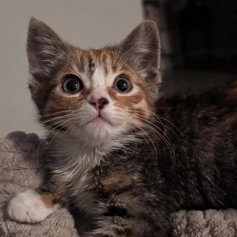 A baby small-sized female Domestic Short Hair cat named Vinsmoke Reiju for adoption in Los Angeles, CA