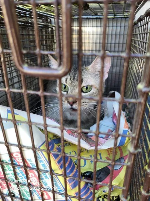 An adult medium-sized female Domestic Short Hair cat named 2-16 for adoption in San Antonio, TX