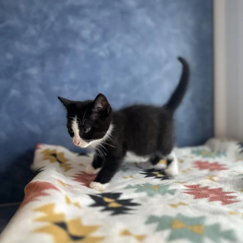 A young small-sized female Black & White / Tuxedo Domestic Short Hair cat named Orca for adoption in Clinton, IL