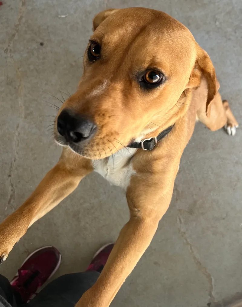 A young medium-sized female Yellow Labrador Retriever dog named Bagel for adoption in Littleton, CO