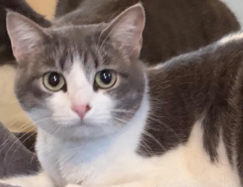 A young medium-sized female Tabby (Gray / Blue / Silver) Domestic Short Hair cat named Berenstain Bere for adoption in Camarillo, CA
