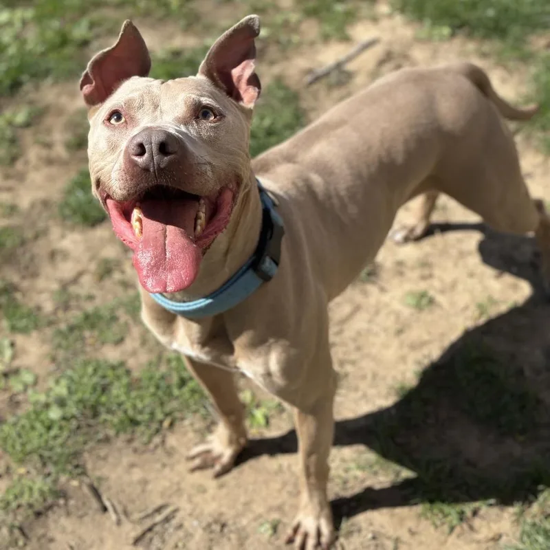 A senior large-sized male Yellow / Tan / Blond / Fawn Pit Bull Terrier dog named Fraiser for adoption in Warrensburg, MO