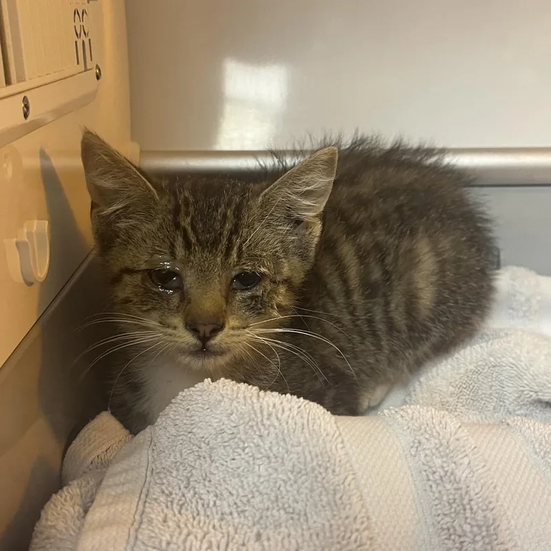 A baby small-sized male Brown / Chocolate Domestic Short Hair cat named Yelena for adoption in Pauls Valley, OK
