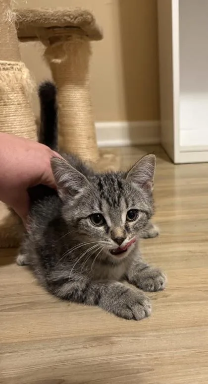 A baby small-sized female Brown / Chocolate Domestic Short Hair cat named Esther for adoption in Harbor Springs, MI