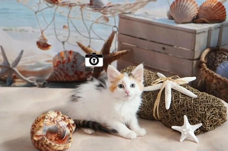 Armada thumbnail 2