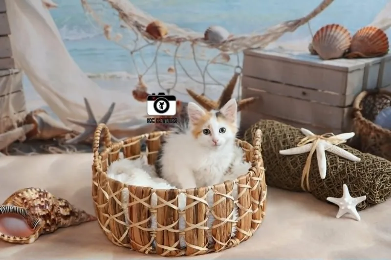 Armada thumbnail 4
