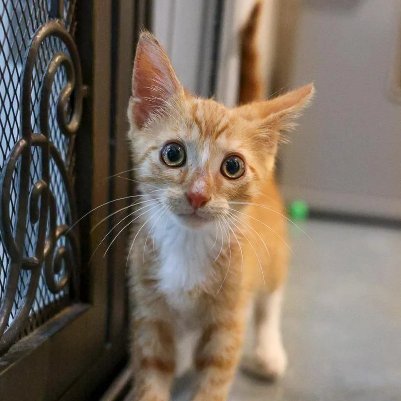 A baby small-sized male Orange / Red Domestic Short Hair cat named Creamsicle for adoption in Bradenton, FL