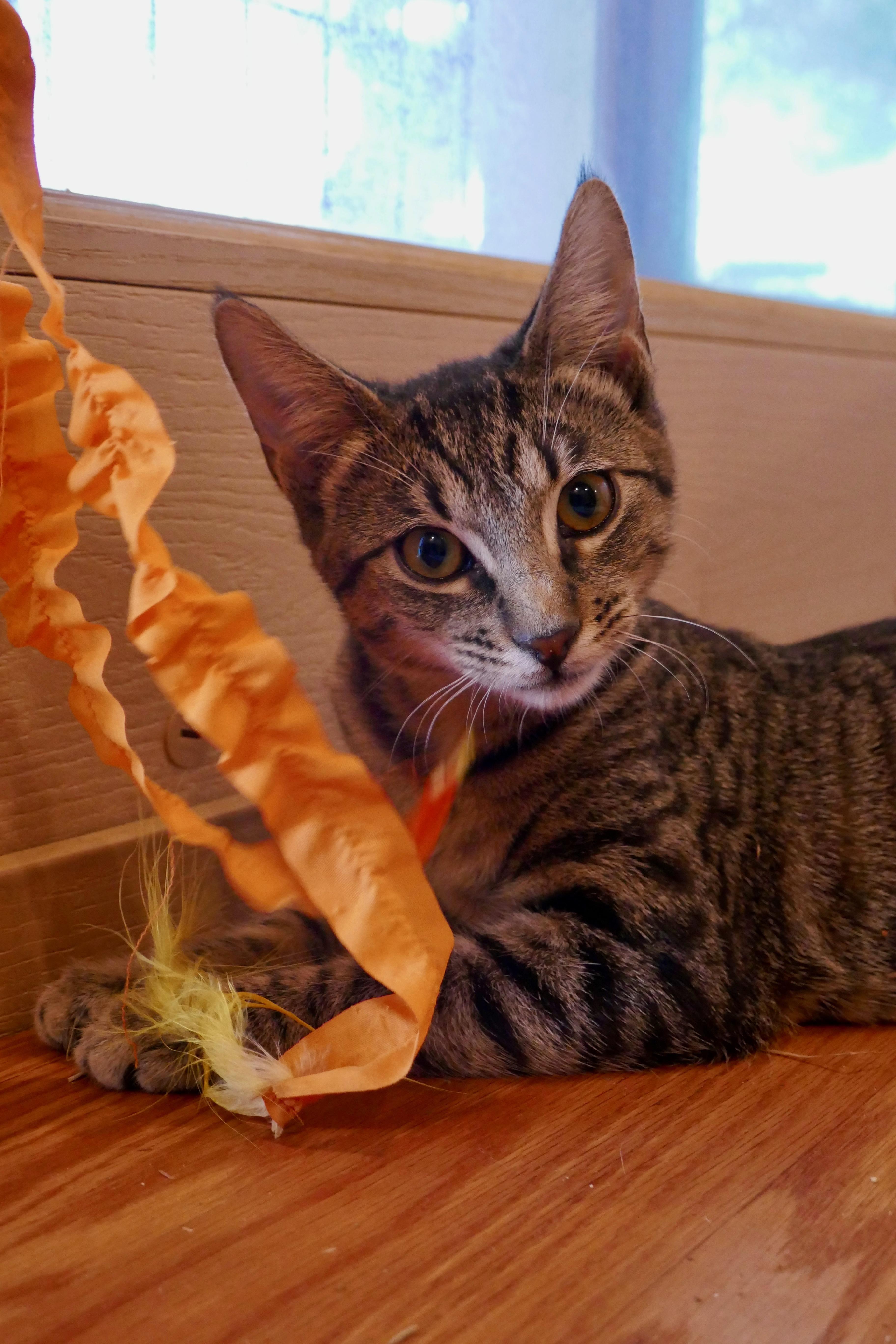 A baby medium-sized female Tabby (Brown / Chocolate) Tabby cat named Chip for adoption in Fresno, CA