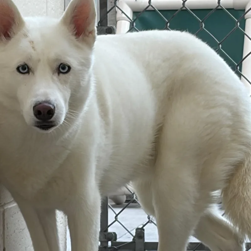 An adult small-sized female White / Cream Husky dog named Zelda for adoption in Reno, NV