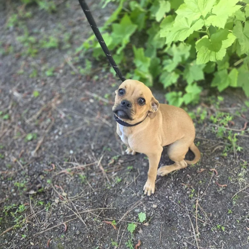 A baby medium-sized male Yellow / Tan / Blond / Fawn Pug dog named Abracadaniel for adoption in Incline Village, NV