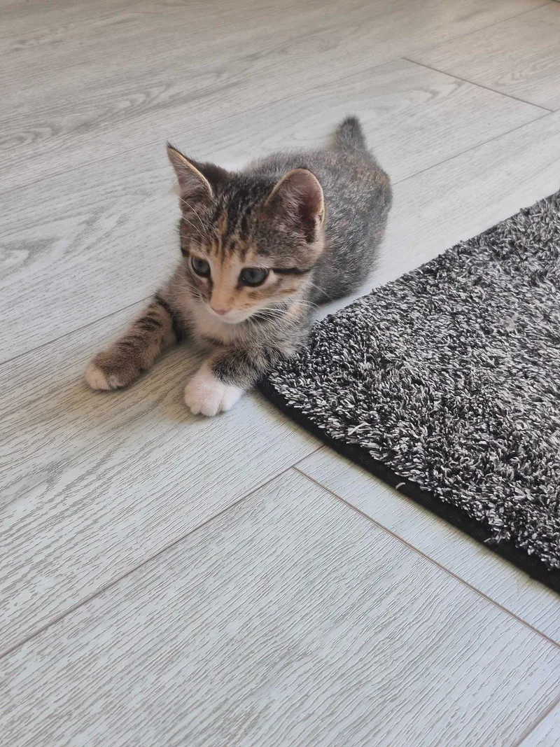 A young medium-sized female Domestic Short Hair cat named Devyn for adoption in Riverside, CA