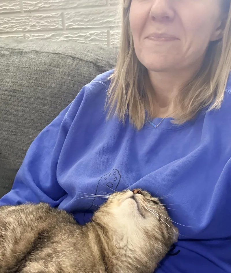 A young small-sized female Brown / Chocolate Domestic Short Hair cat named Birdie for adoption in Grafton, WI