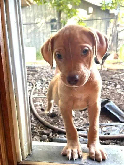 A baby medium-sized male Mixed Breed dog named Helium for adoption in Hobart, IN