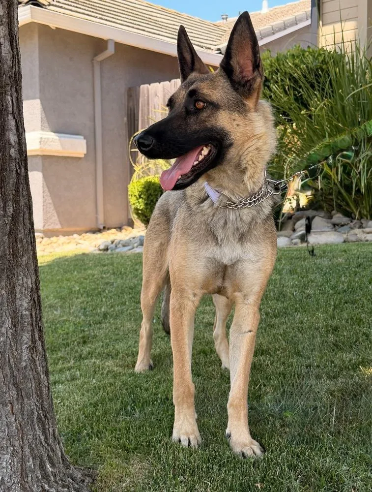A young large-sized female Tricolor (Brown, Black, & White) German Shepherd Dog dog named Mama Maya for adoption in Pleasant Hill, CA