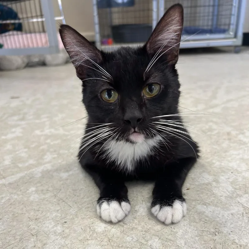 An adult medium-sized male Black Domestic Short Hair cat named Nemo for adoption in Medford, OR