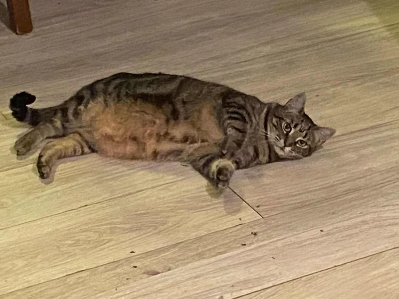 Starlight thumbnail 3