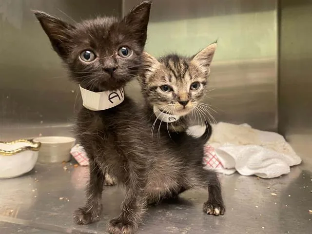 A baby small-sized female Domestic Short Hair cat named Kraken for adoption in Tustin, CA