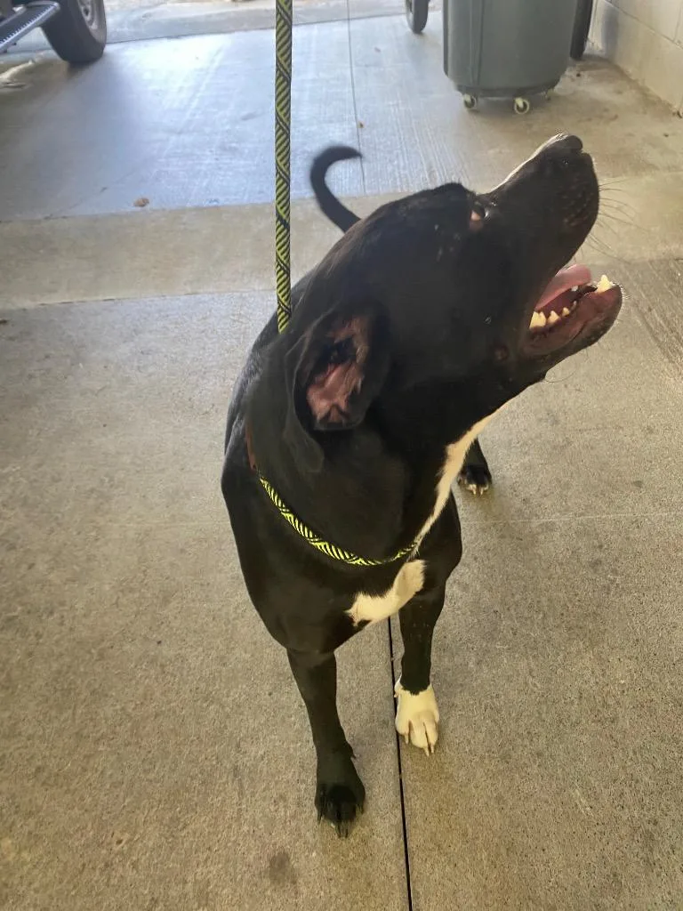 A young large-sized male Pit Bull Terrier dog named Sebastian for adoption in Cartersville , GA