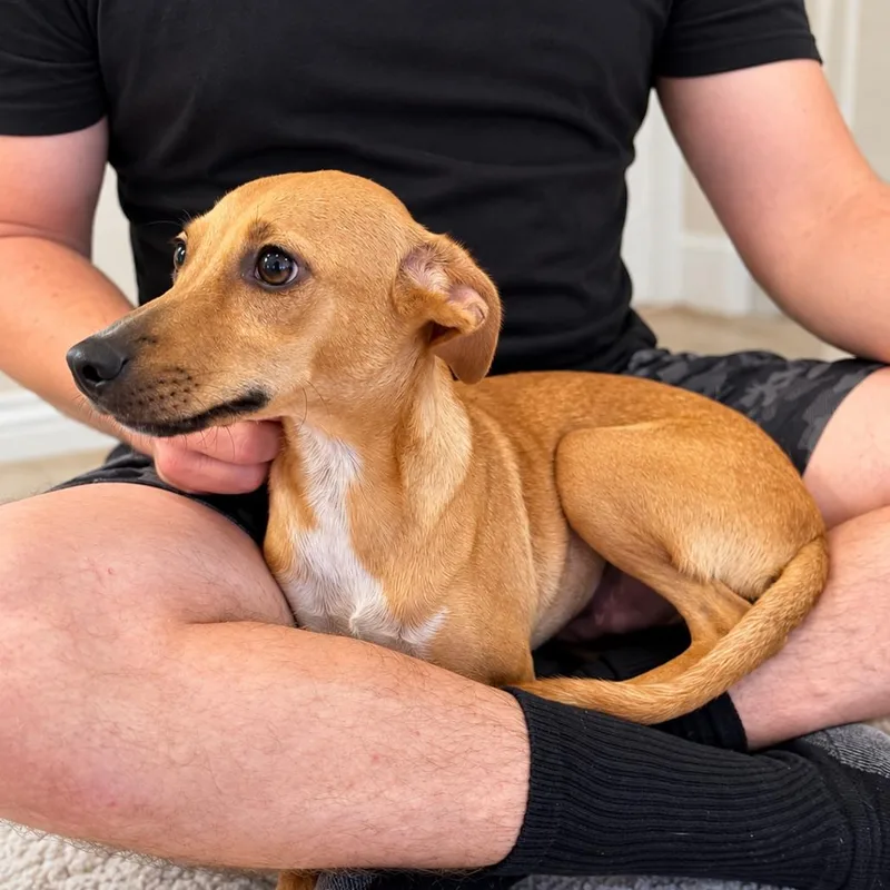 A young small-sized male Chihuahua dog named Lugnut for adoption in Brownsville, TX